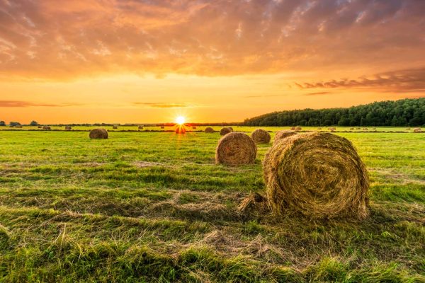 balesBg Bales of hay in a field