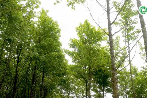 planYourVisit1 Trees at fiorbhia farm