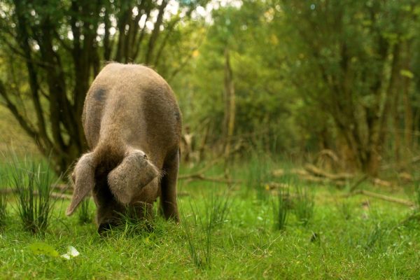 foraging1 A pig foraging in the woods