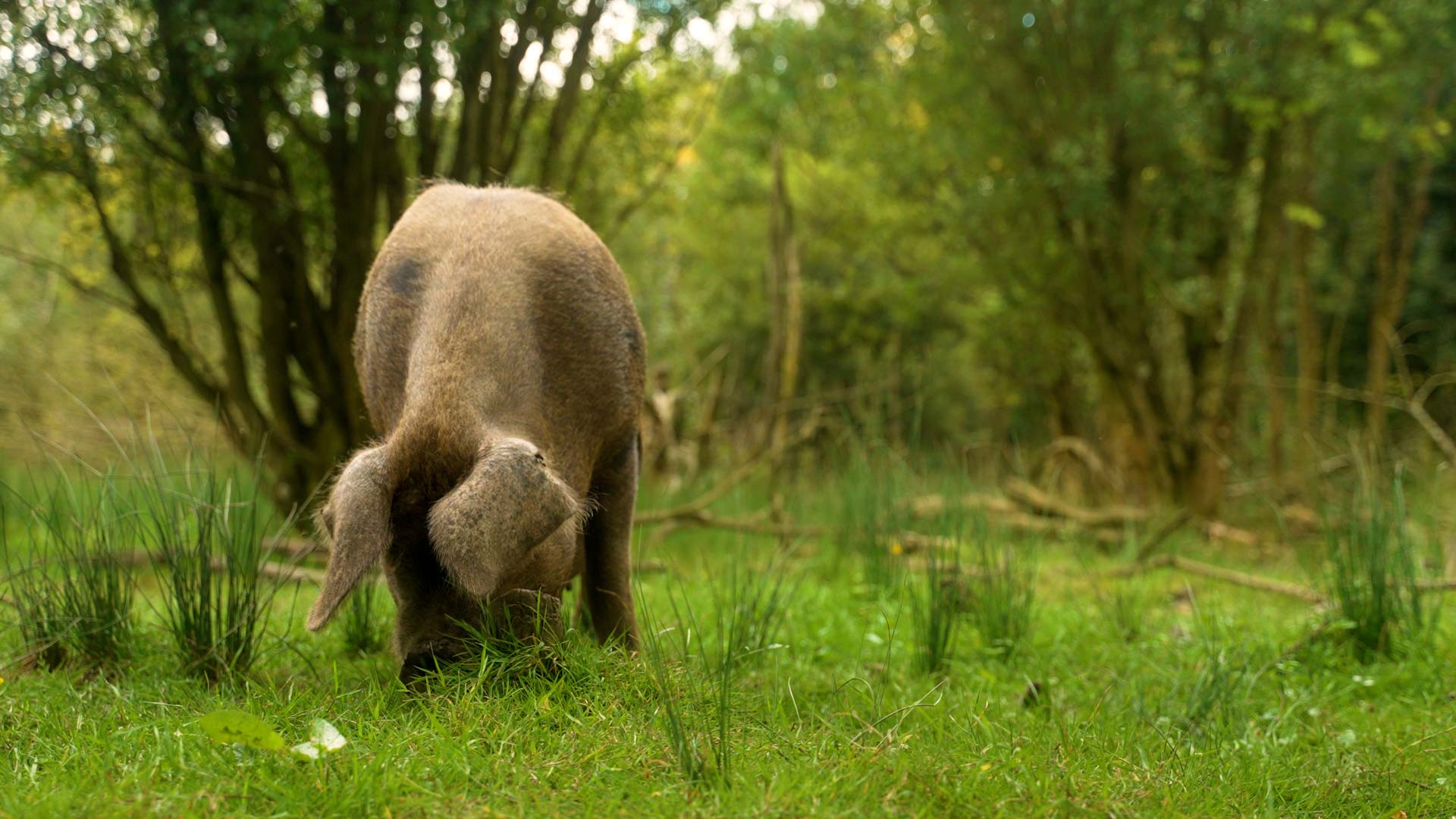 A pig foraging in the woods