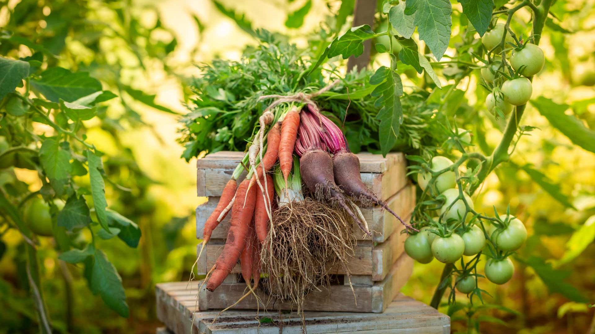 Veg2 Carrots and Beets