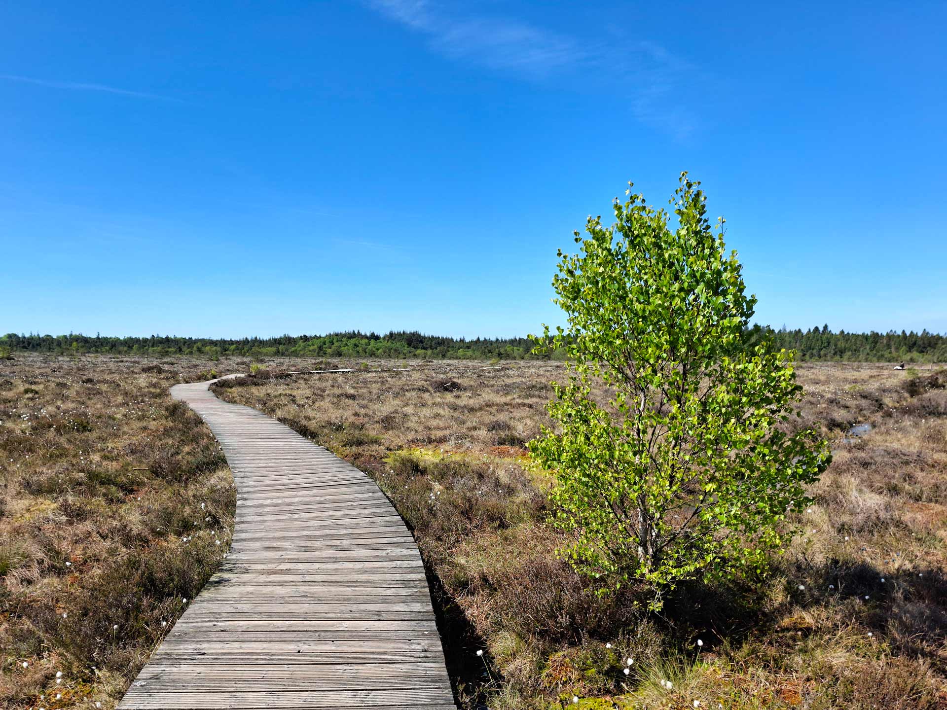 Abbeyleix Bog Project