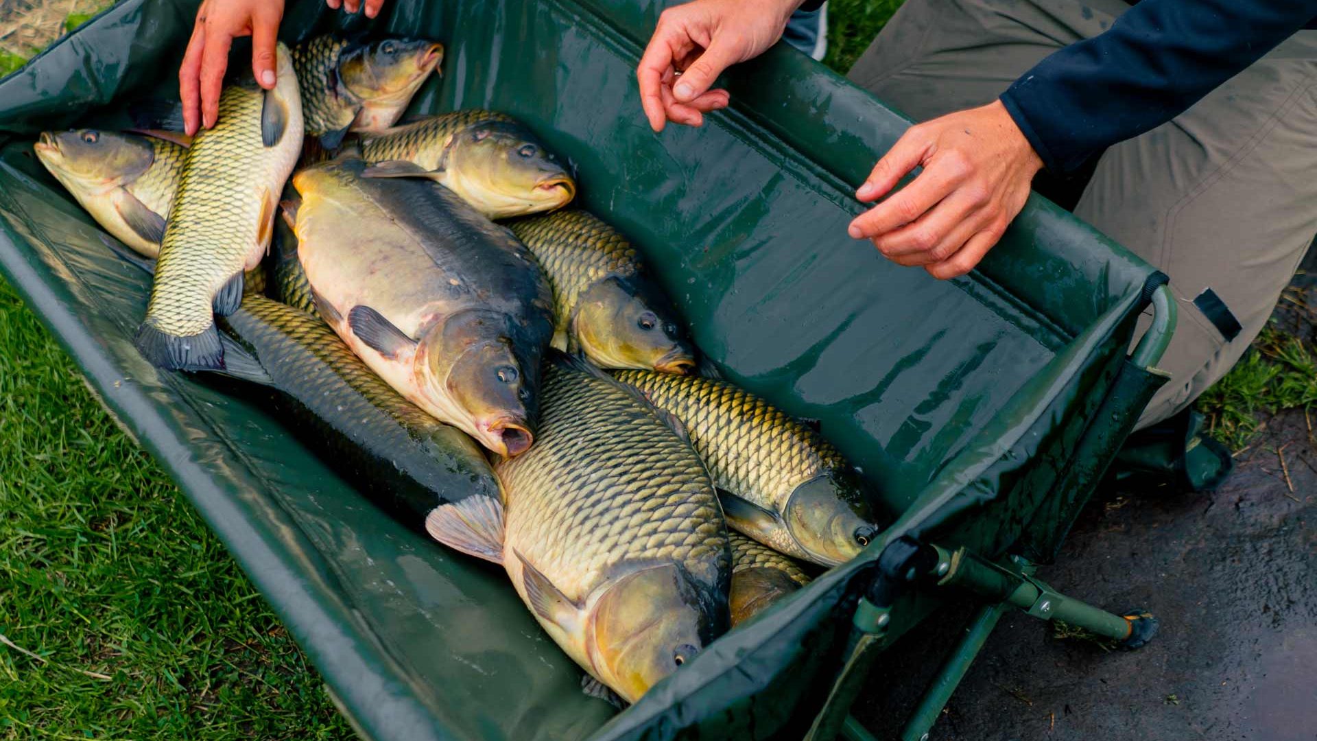 carp1 Sorting fish in a bucket