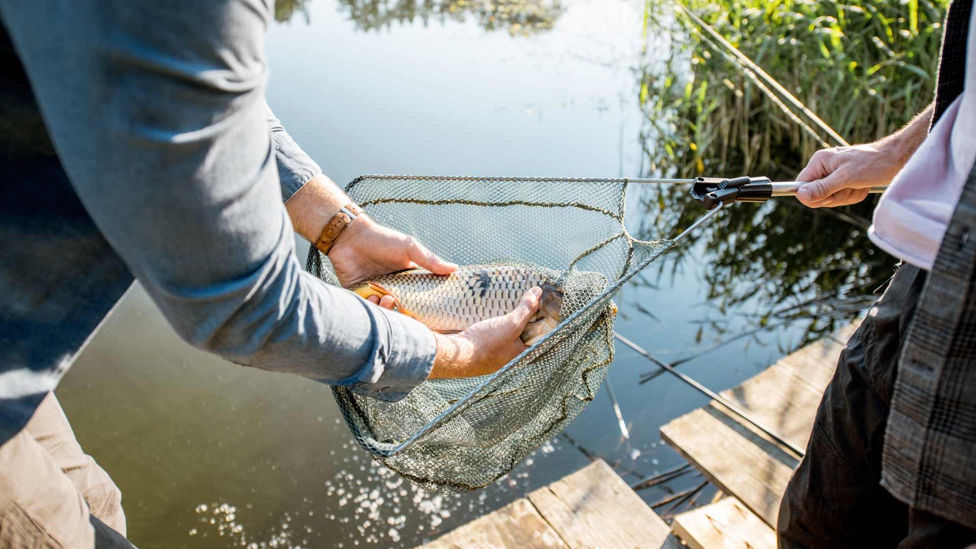 carp3 Taking a fish out of a net