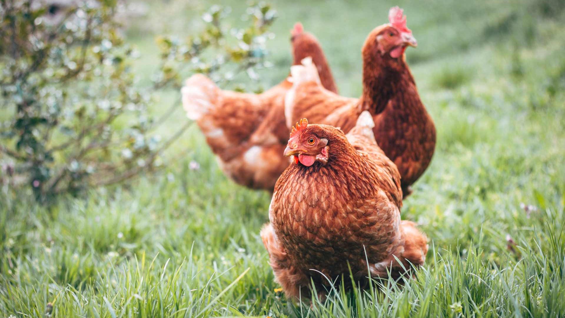 chicken2 Chickens in a backyard