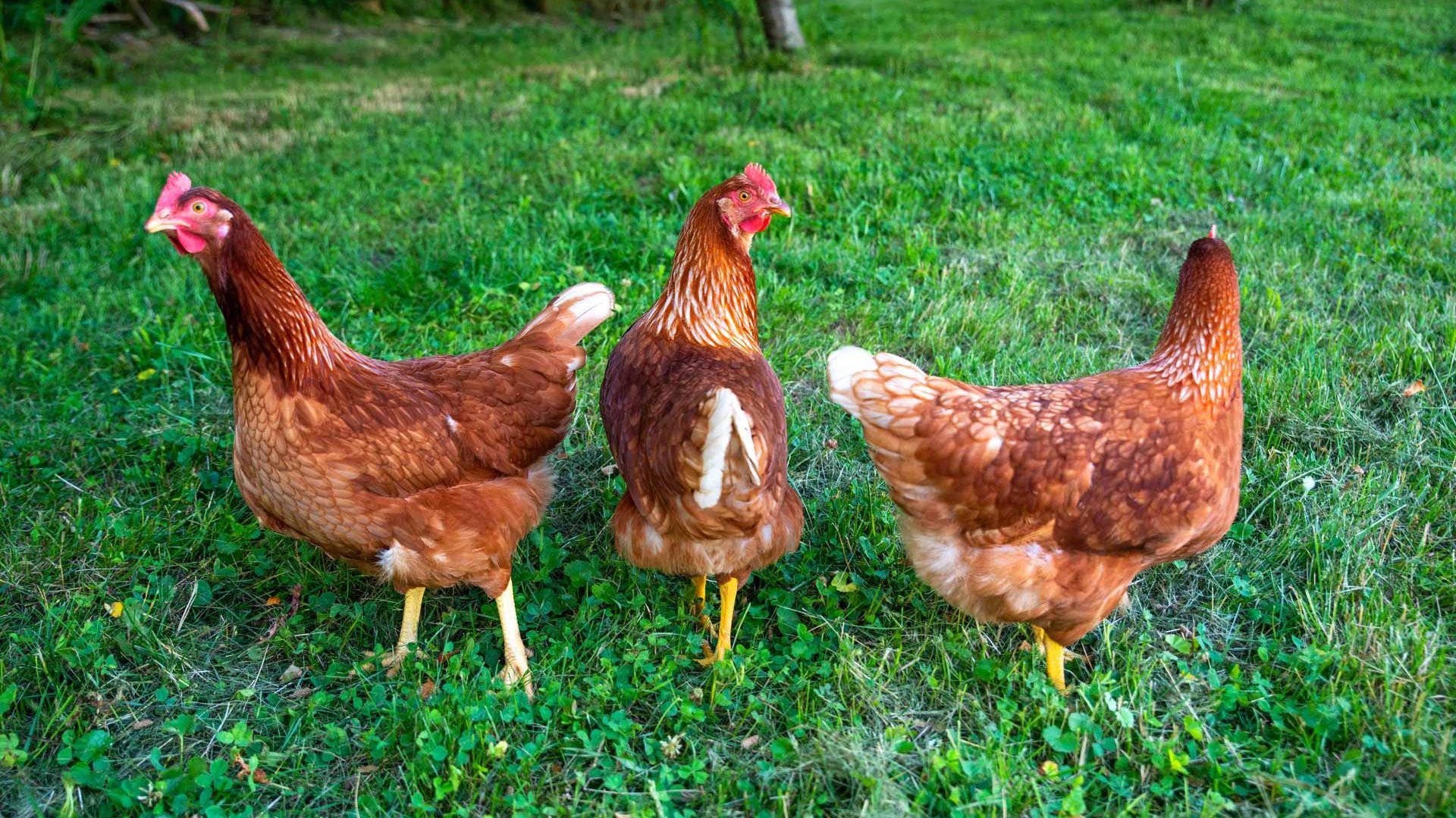 chickens1 Chickens on grass