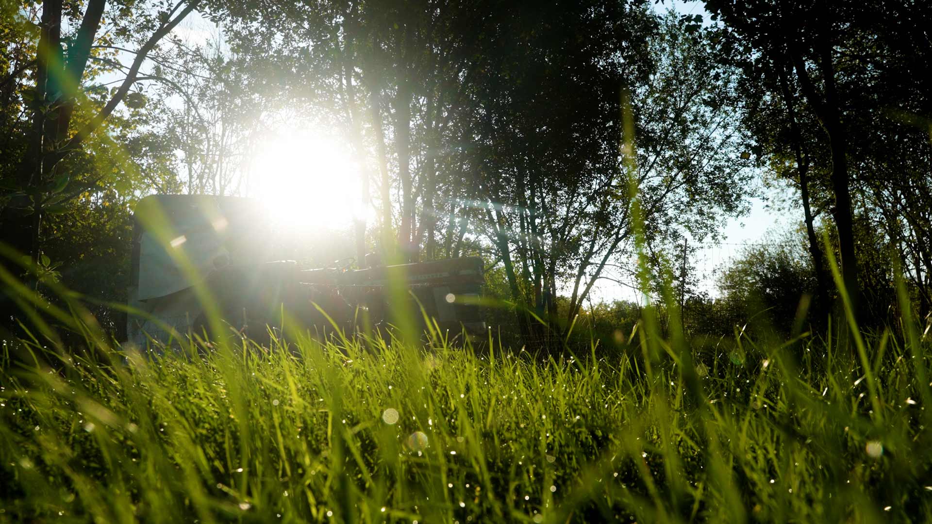 Vibrant green grass on a sunny day