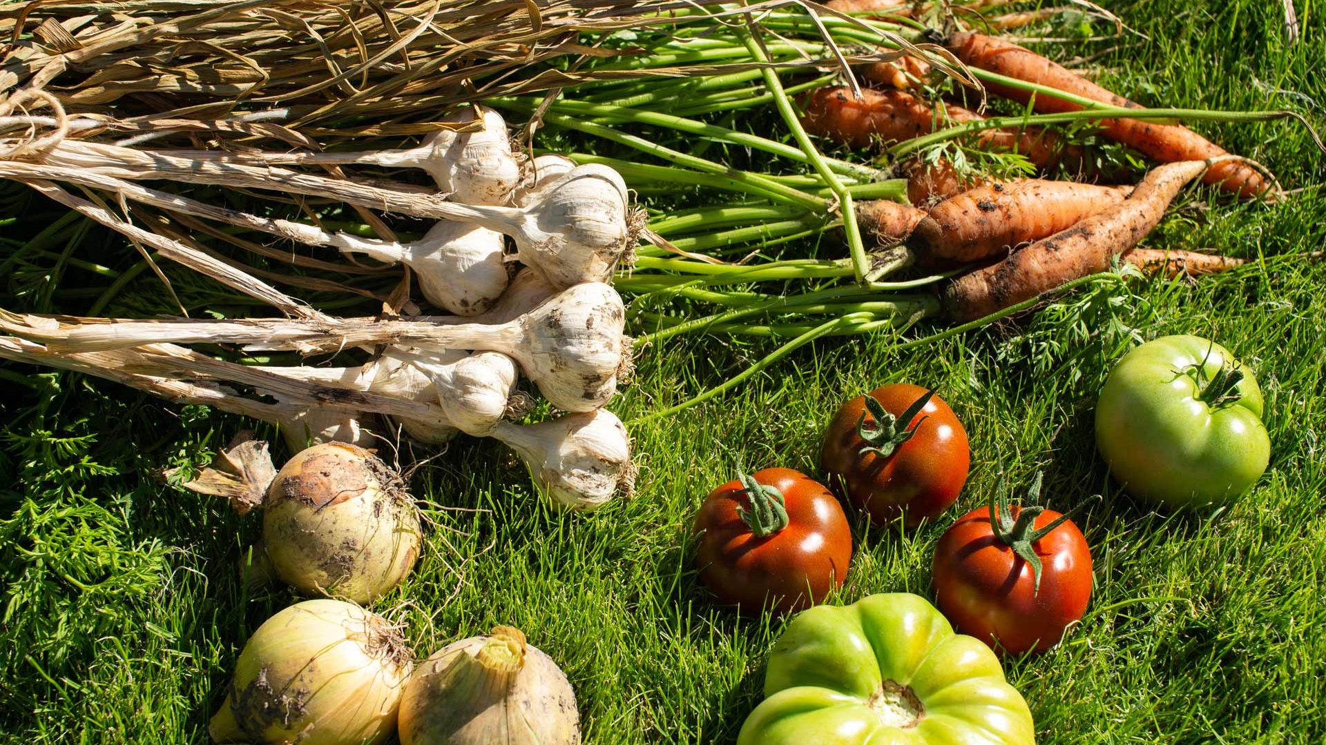 veg3 Garlic, Carrots, Tomatoes and Onions freshly harvested