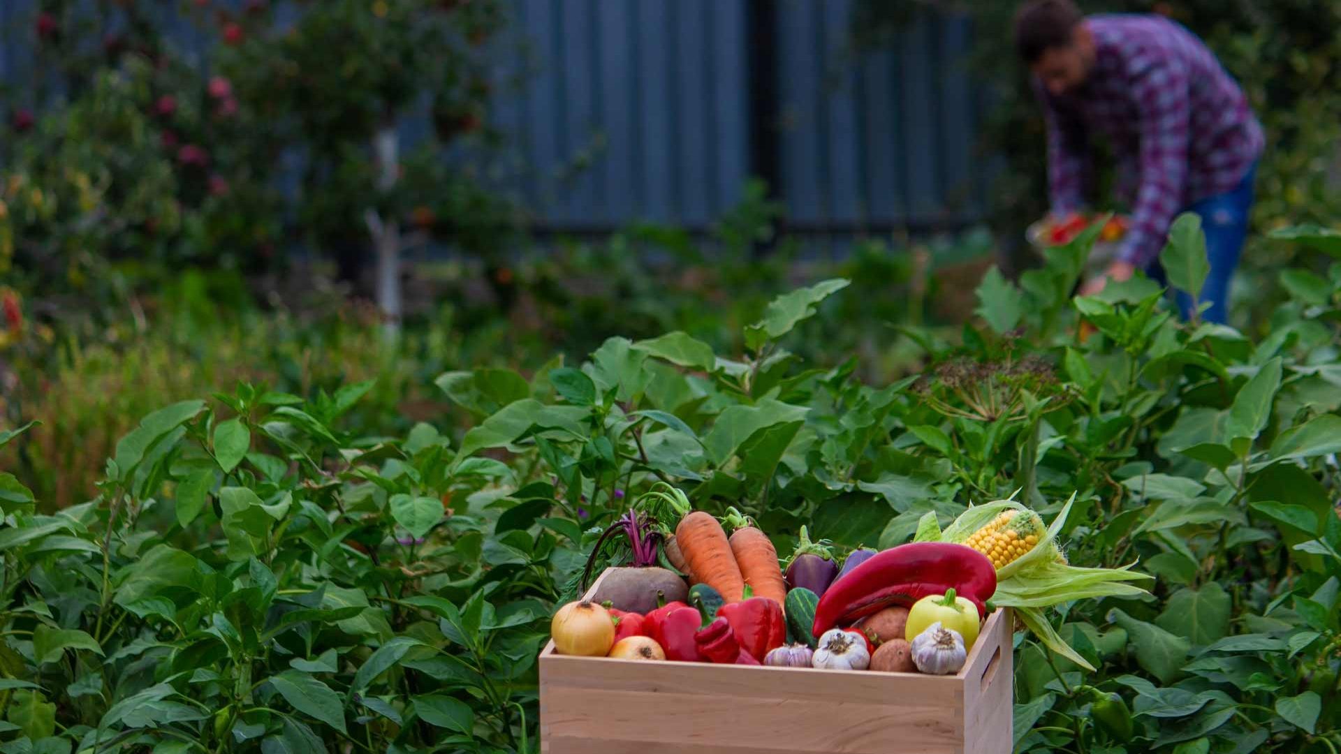 veg4 A box of freshly harvested vegetables in the garden