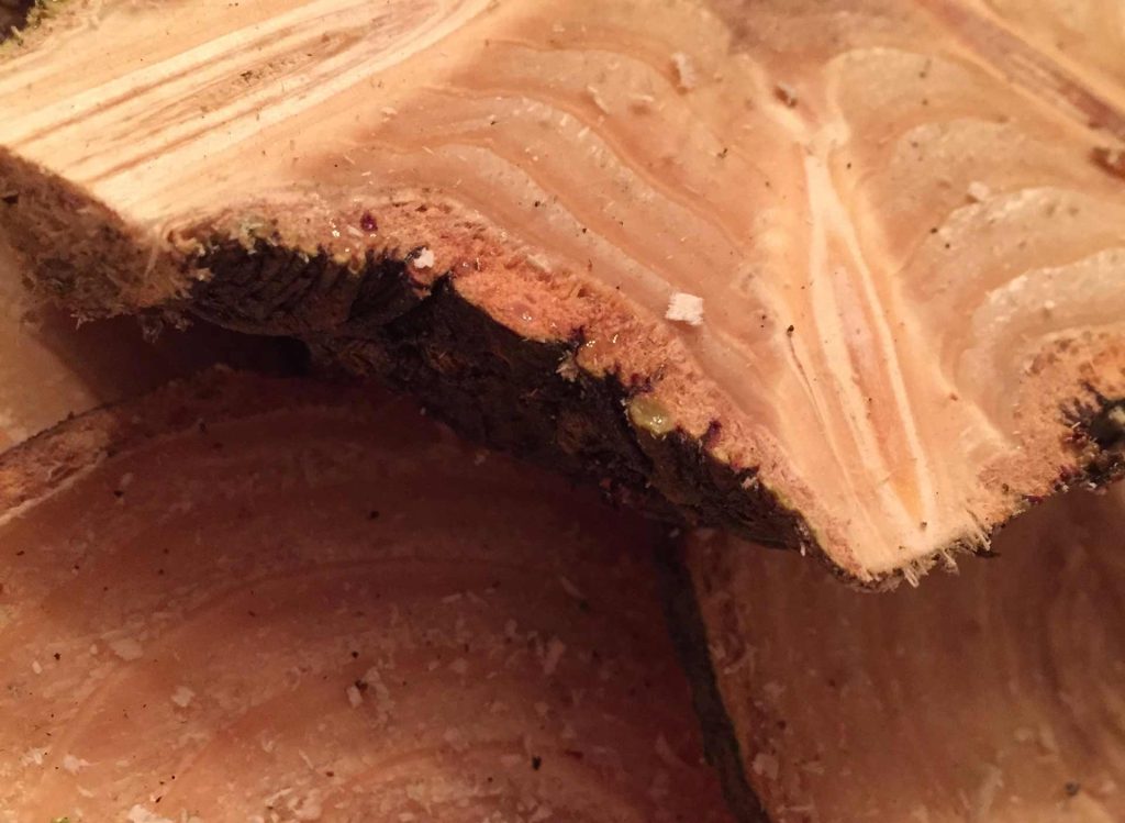 Closeup shot of woodgrain