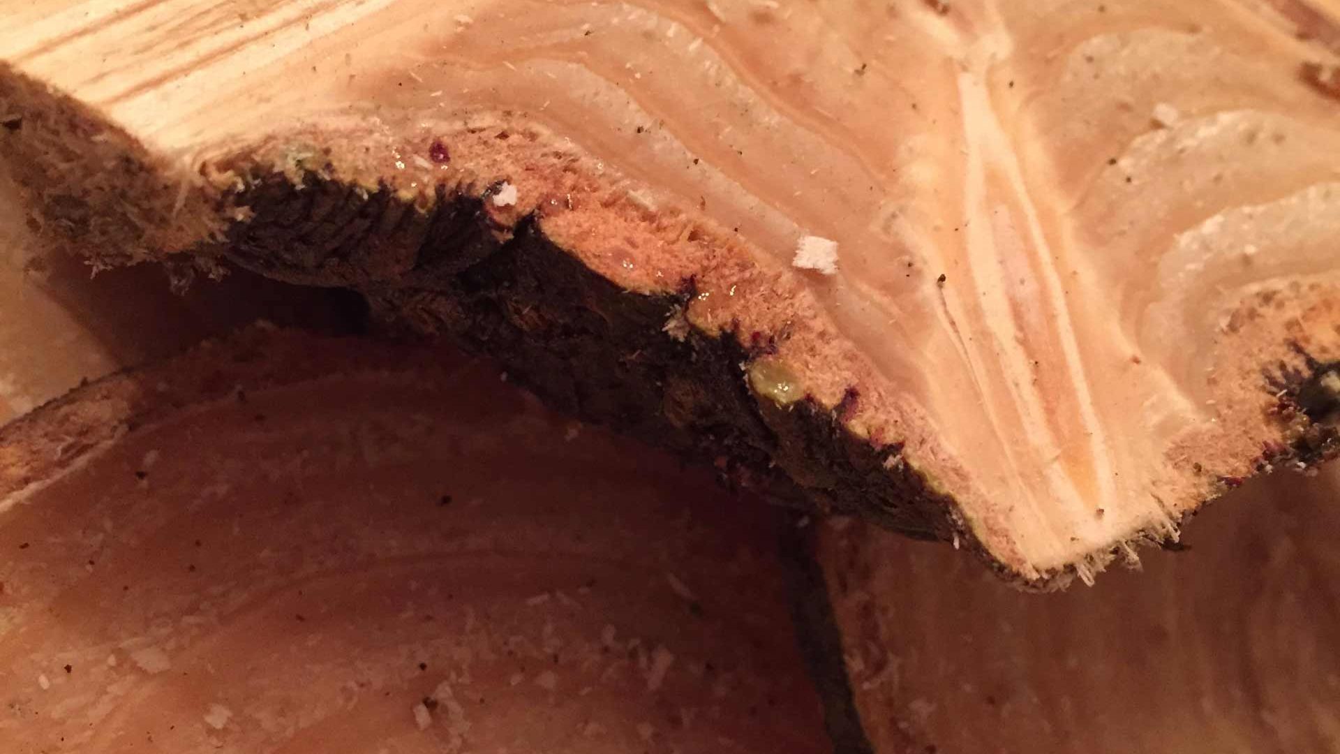 wood1 Closeup shot of woodgrain