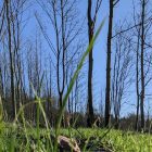 Blue skies over the forest at Fiorbhia Farm