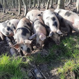 Pigs grazing in forest