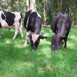 Cows eating grass in the woods