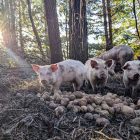 Pigs in the forest with potatoes