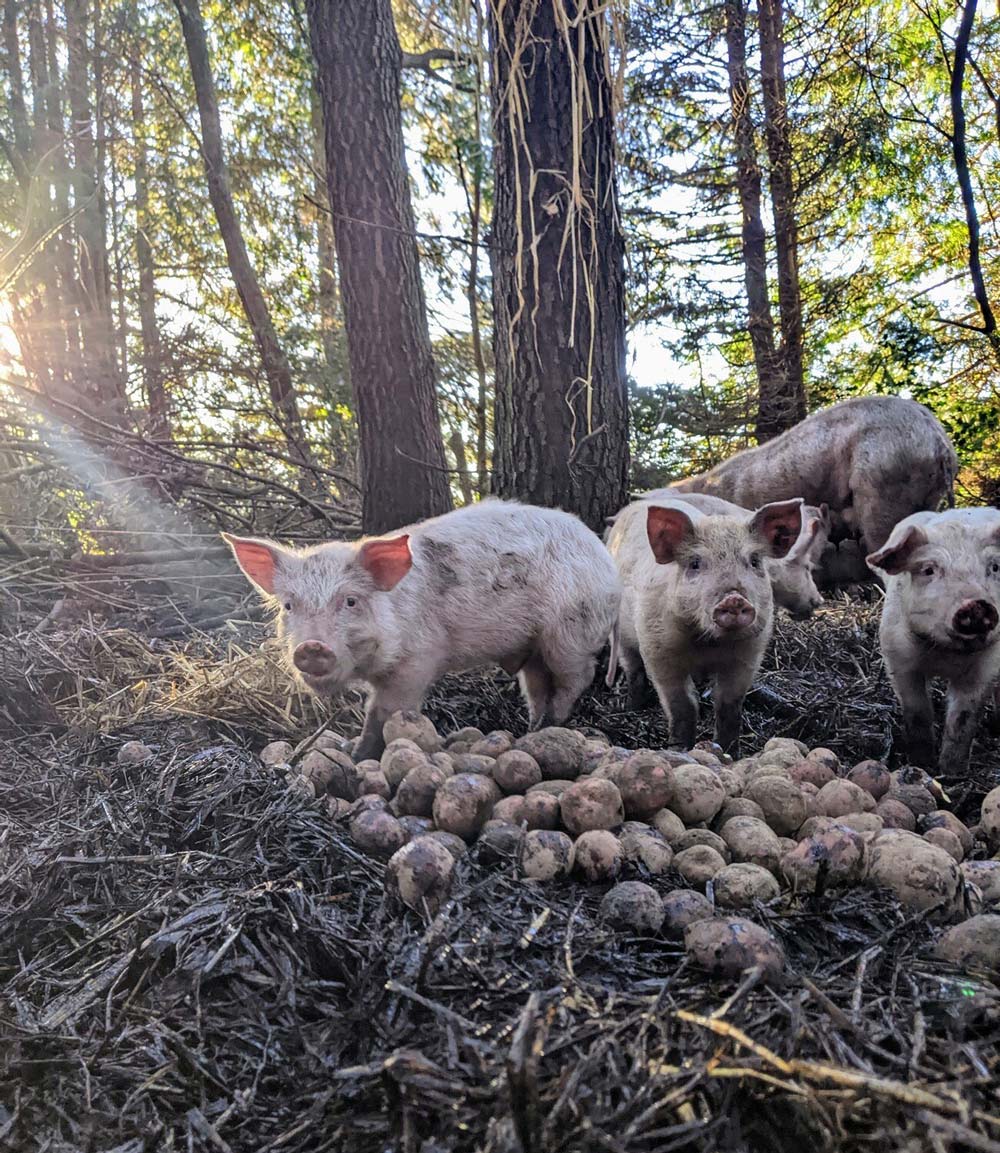 pigs2 Pigs in the forest with potatoes