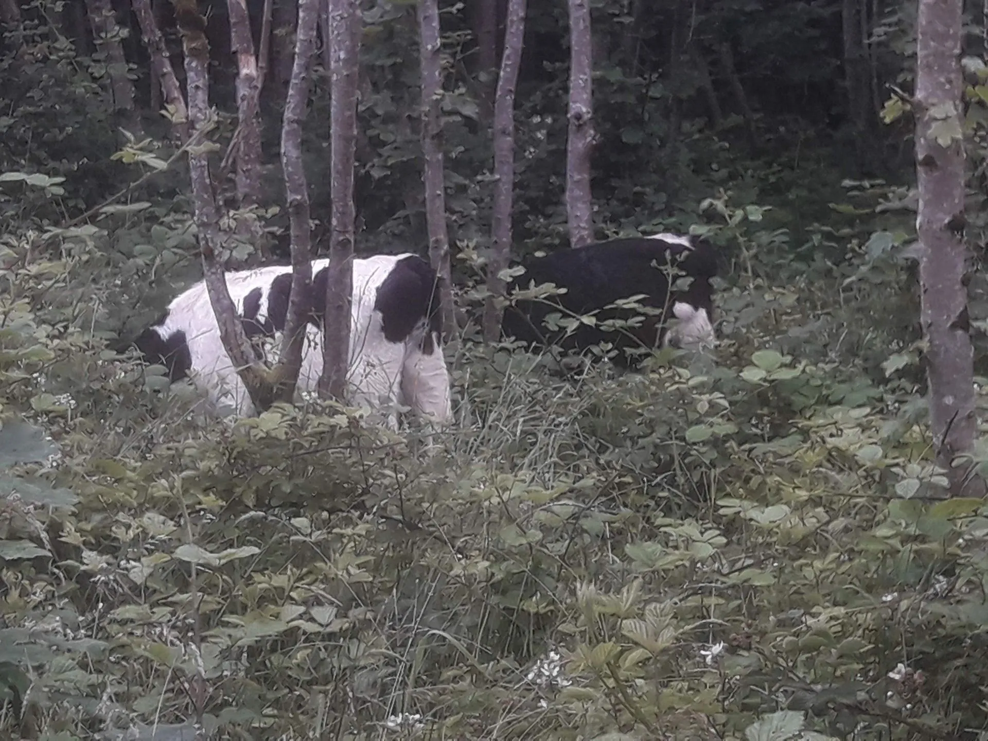 Cows grazing in forest