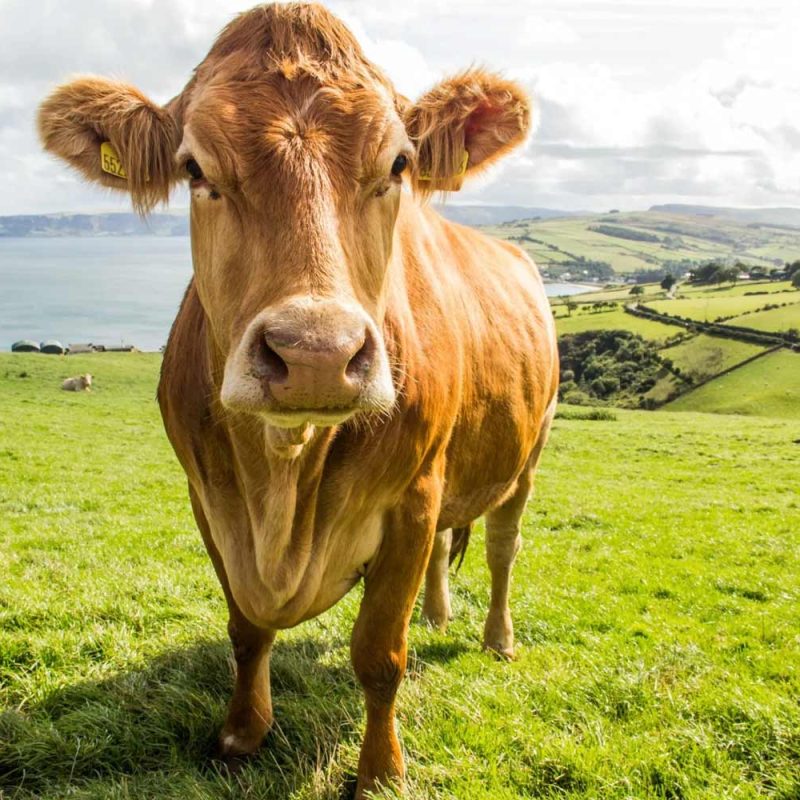 A cow standing in a field with the ocean in the distance