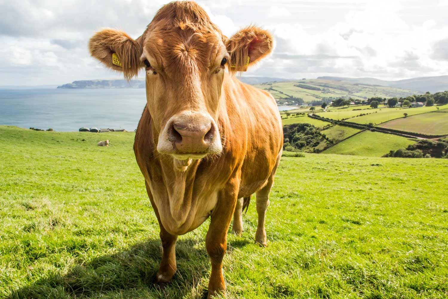 A cow standing in a field with the ocean in the distance