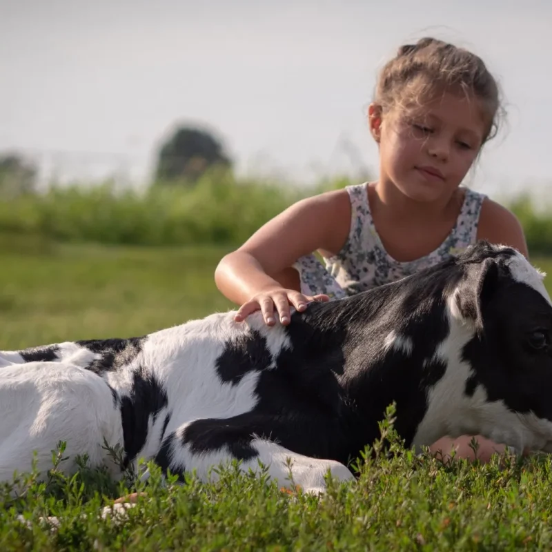A girl petting a baby cow