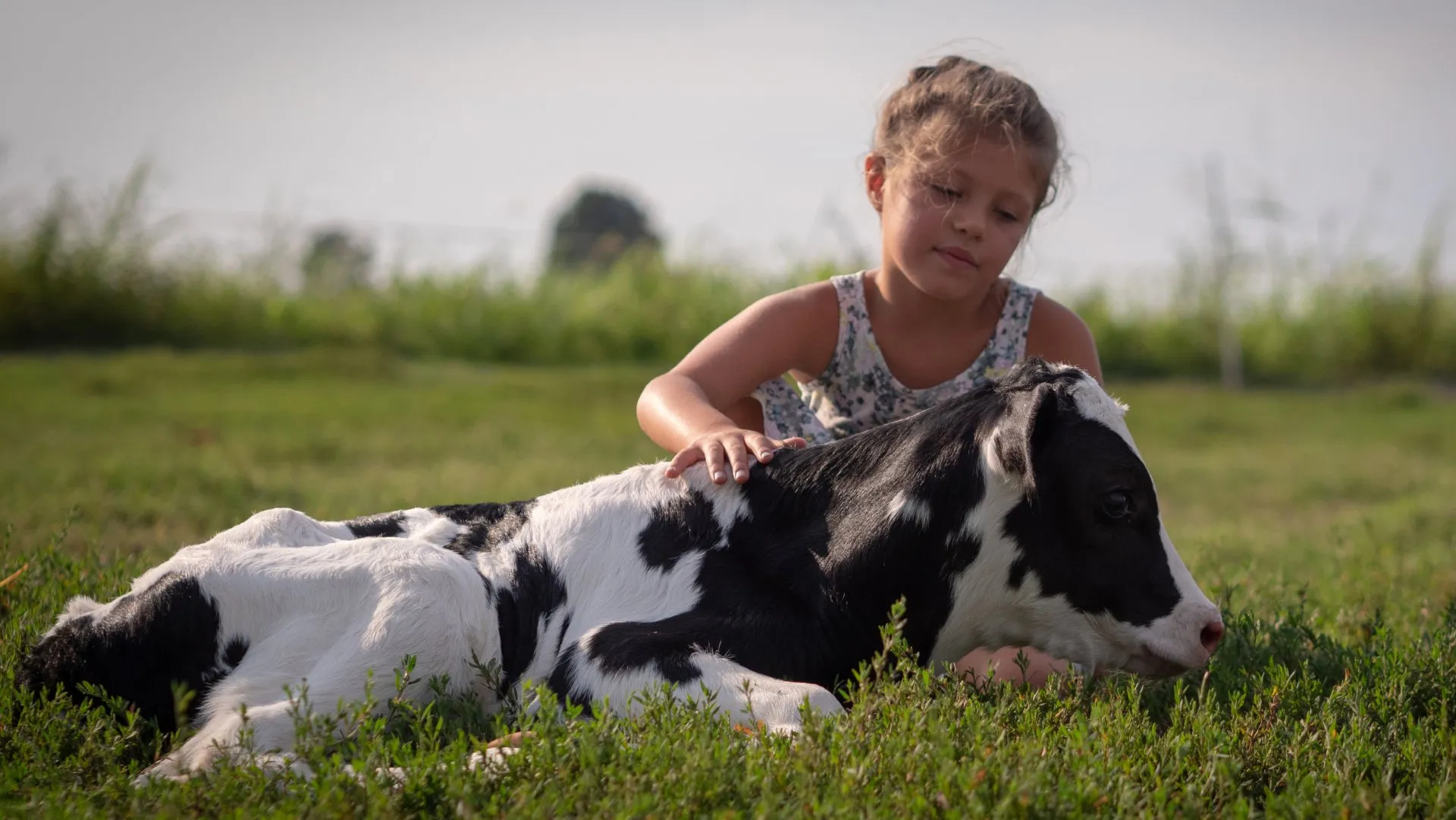 A girl petting a baby cow