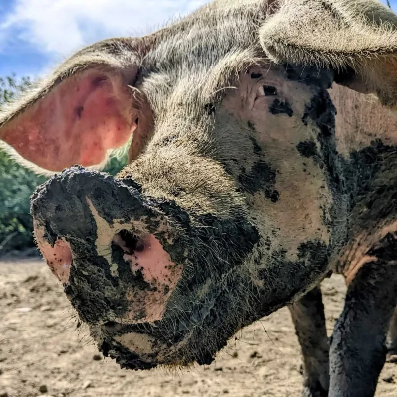 Closeup shot of a pig