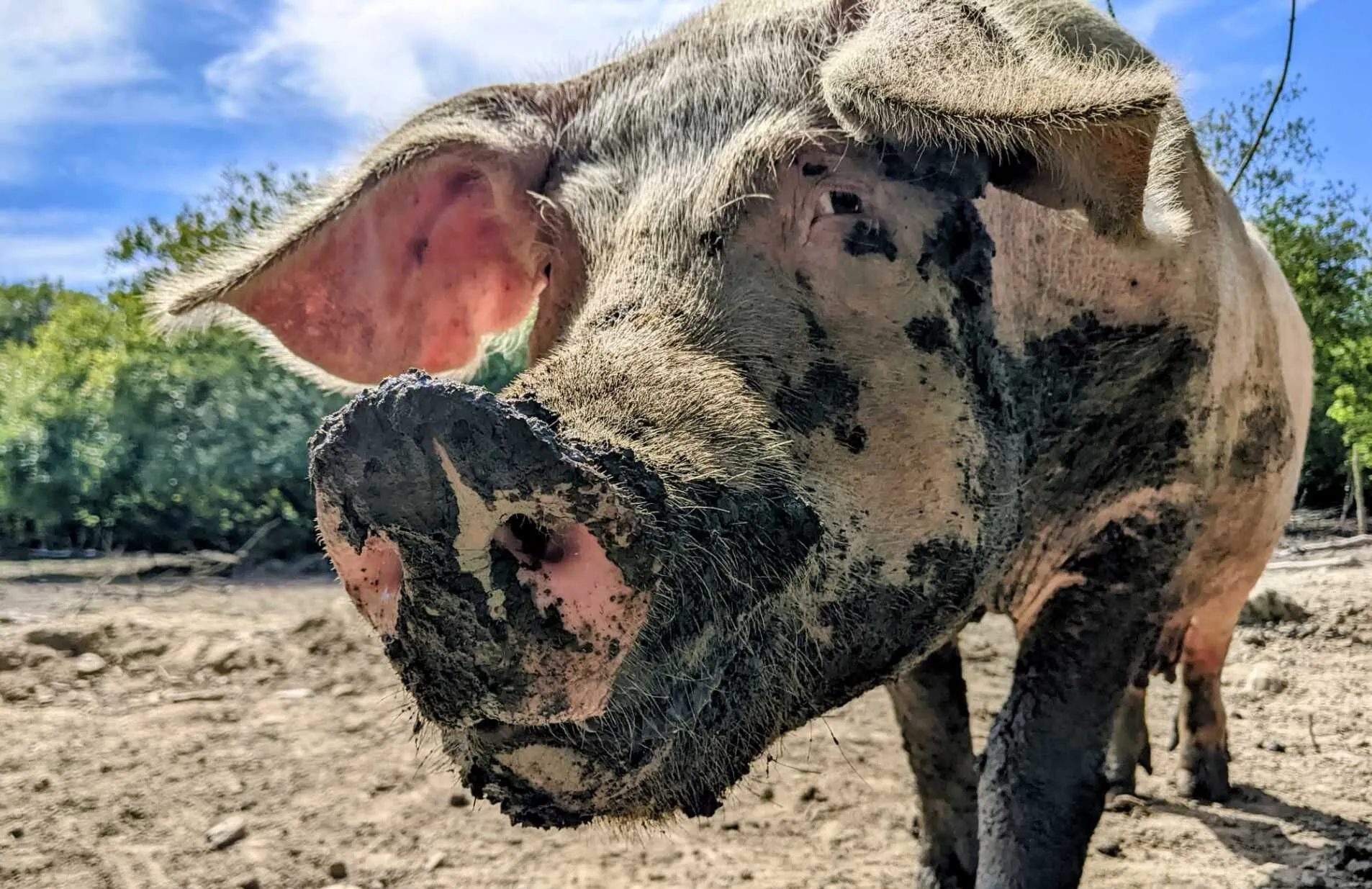 Closeup shot of a pig