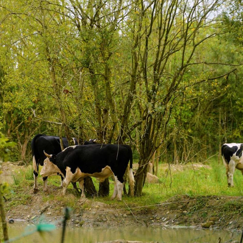 Cattle grazing in forest