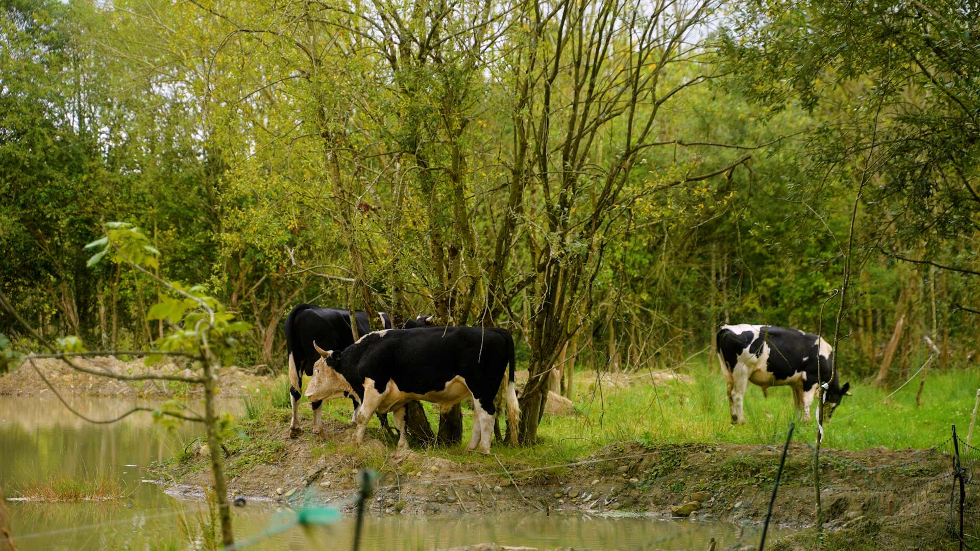 Cattle grazing in forest