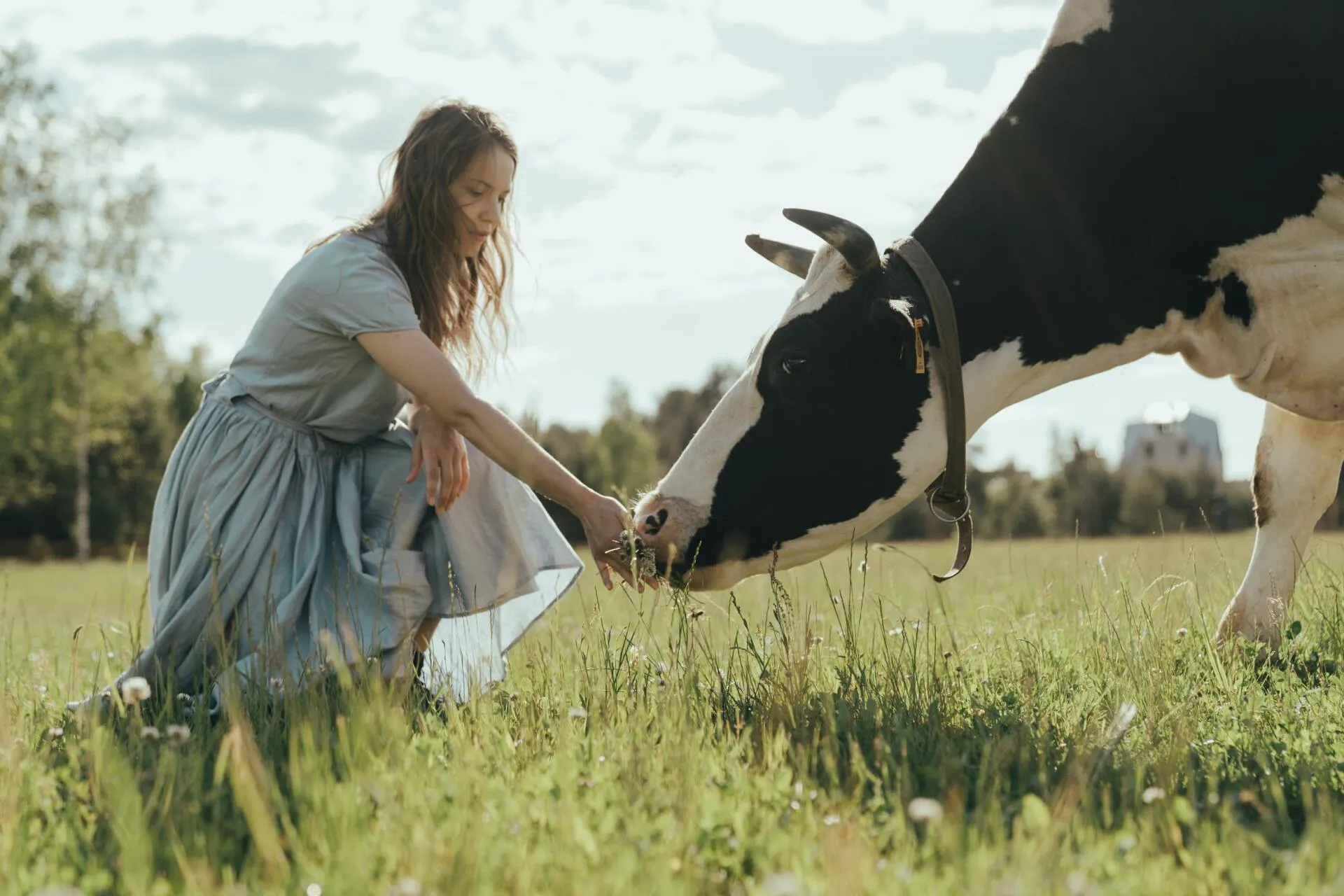 A lady feeding a cow