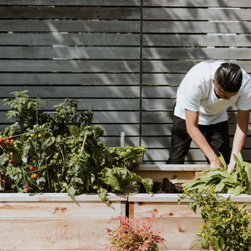 A man tending to plants in his garden