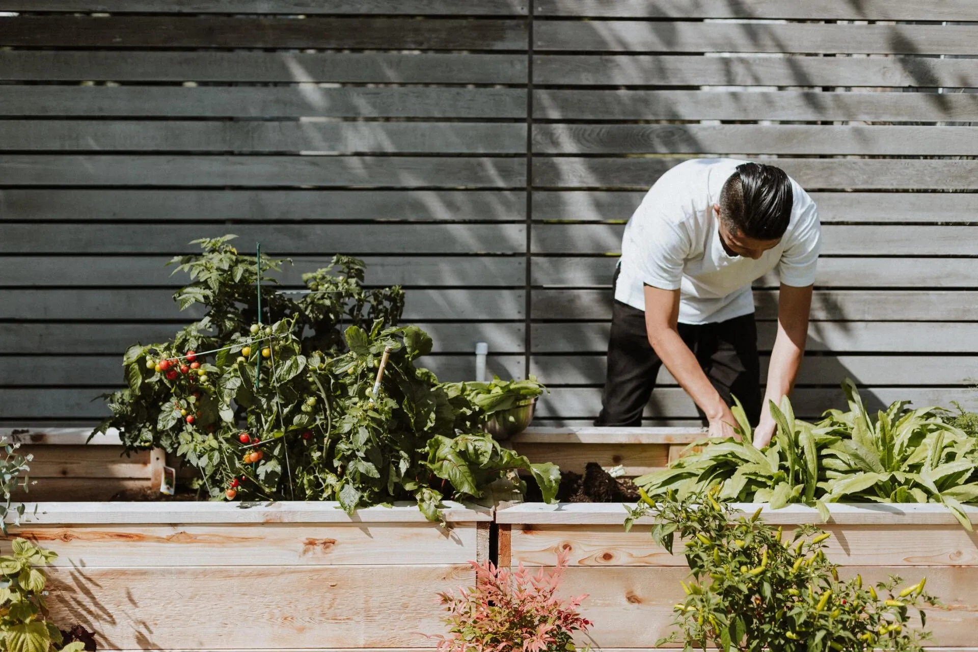 A man tending to plants in his garden